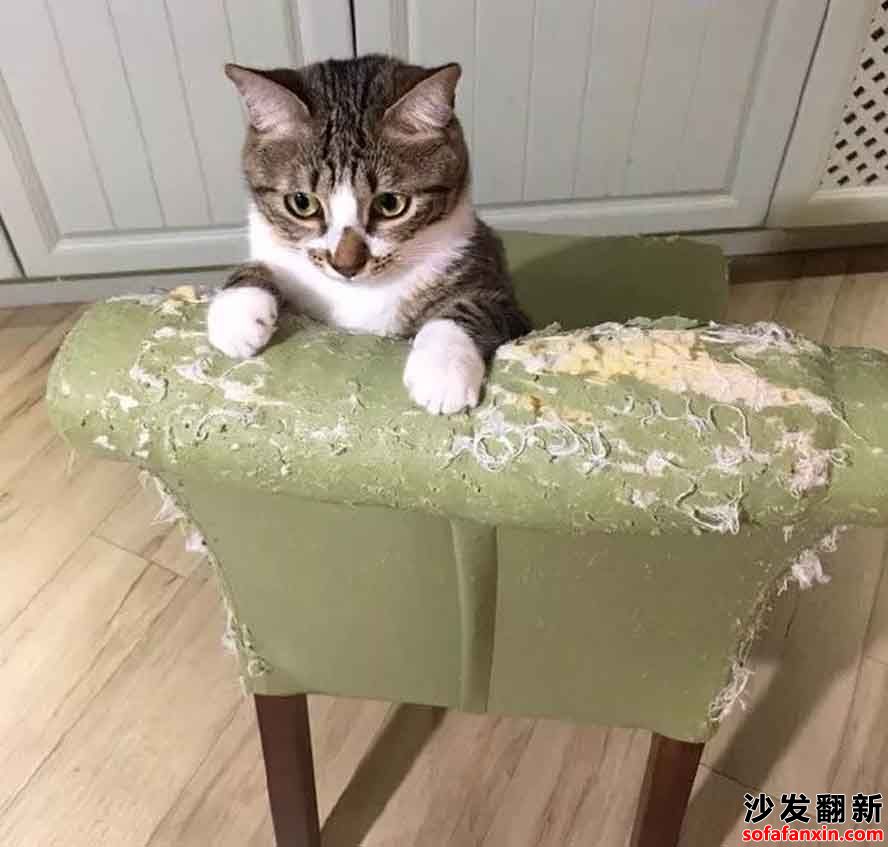 租客退租押金被扣，因為寵物抓壞沙發(fā)