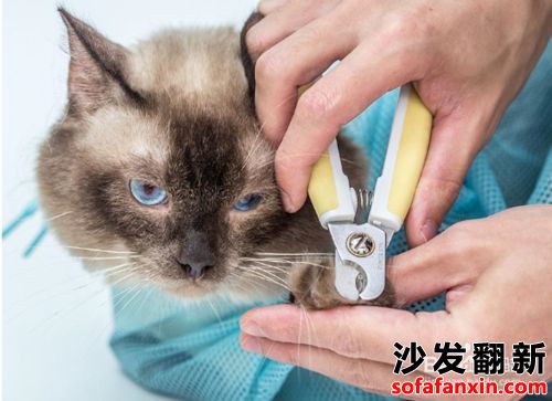 家里的貓抓傷沙發怎么辦?如何防止呢?