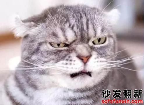 合肥廬陽沙發(fā)翻新?lián)Q皮教你防止沙發(fā)被貓抓傷