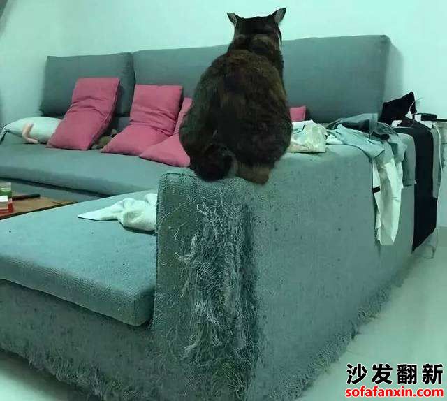 家里的貓抓傷沙發怎么辦？如何防止呢？